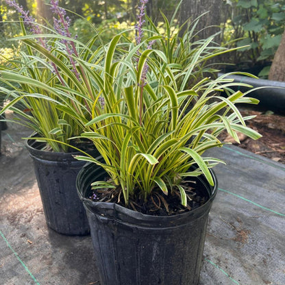 Liriope Muscari with lavender blooms