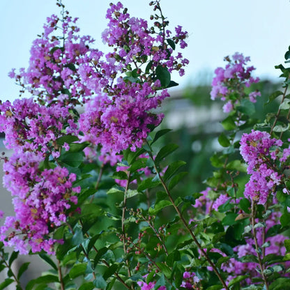 Mature Muskogee Crape Myrtle in full bloom