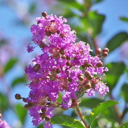 5-gallon Muskogee Crape Myrtle plant