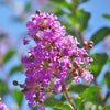 Crape Myrtles Trees