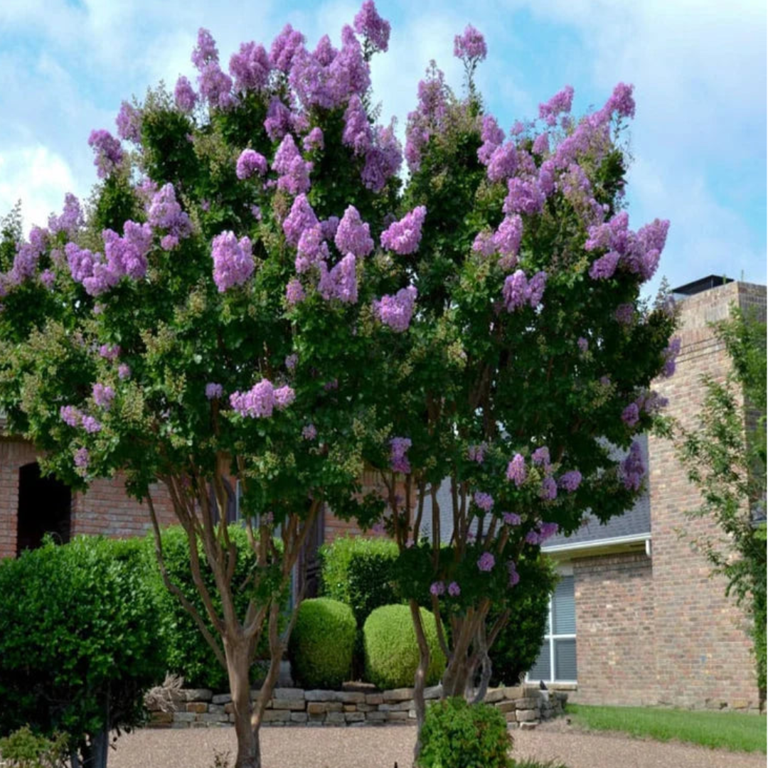 Tall Crape Myrtle tree with abundant summer blooms and vibrant purple clusters
