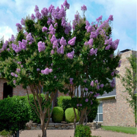 Tall Crape Myrtle tree with abundant summer blooms and vibrant purple clusters