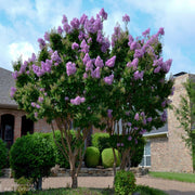 Catawba' Crape Myrtle, Clusters of Deep Purple Flowers