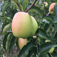 Mutsu Apple Tree