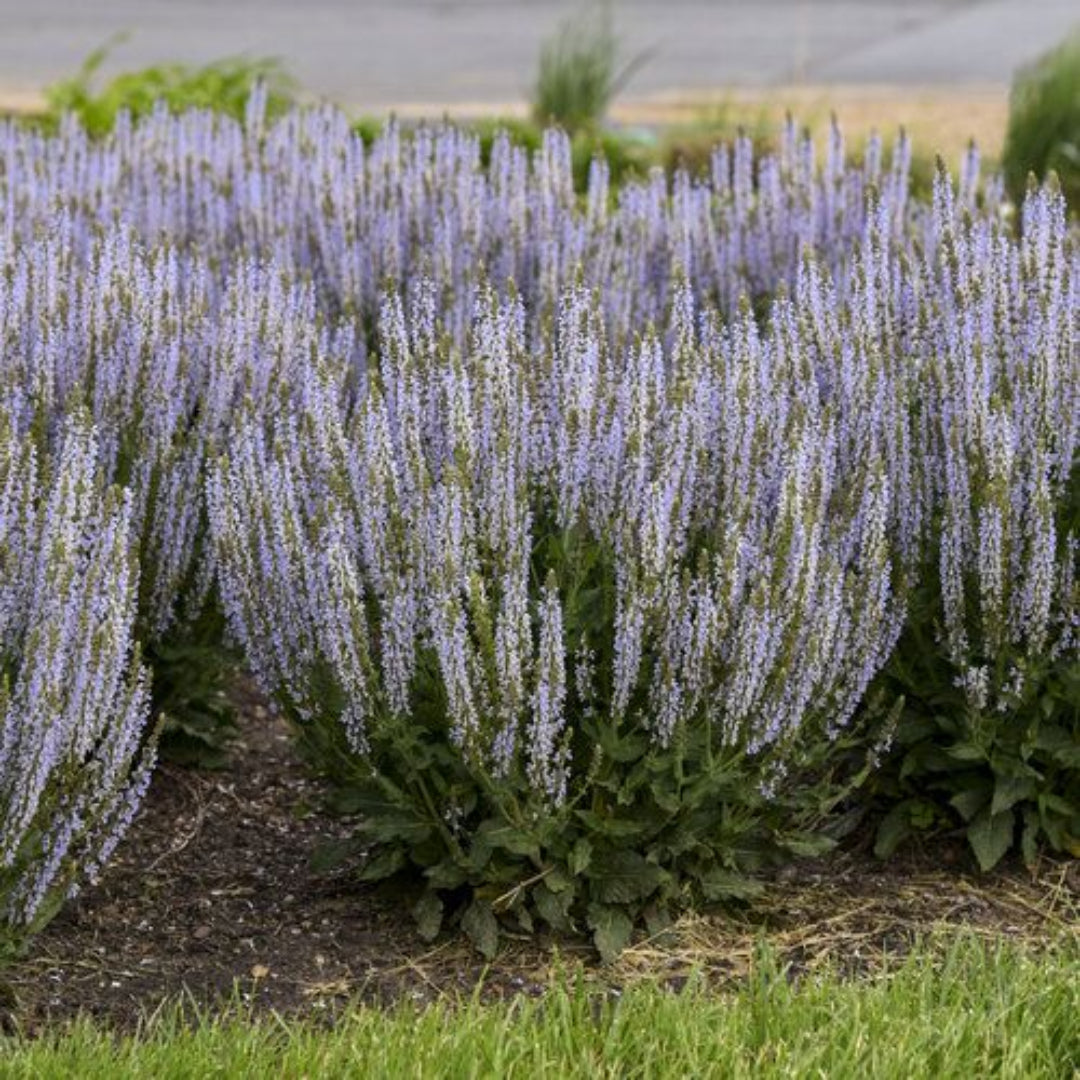 Salvia nemorosa &