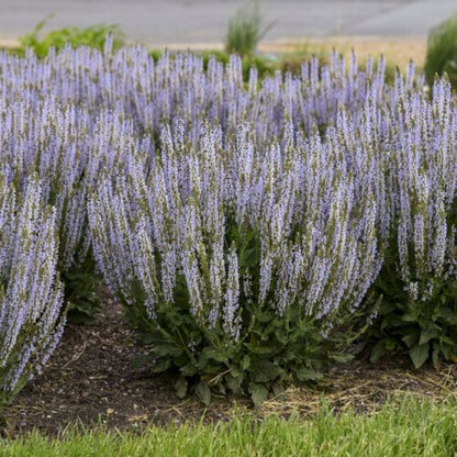 Salvia nemorosa &