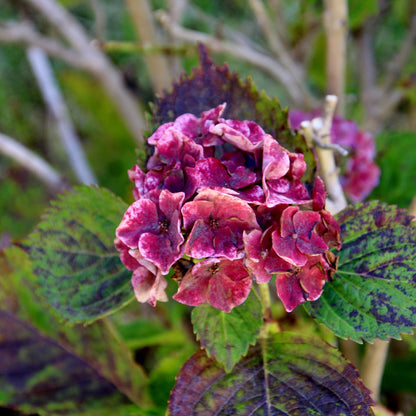 Show Stopper Hydrangea
