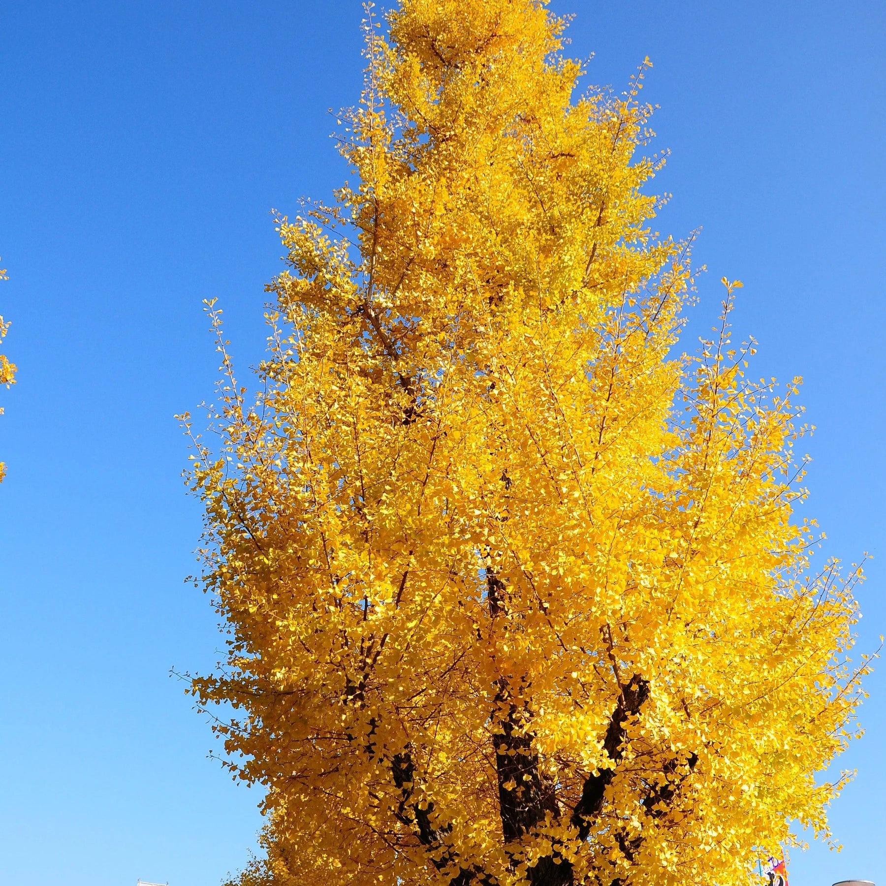 Sky Tower Ginkgo Tree