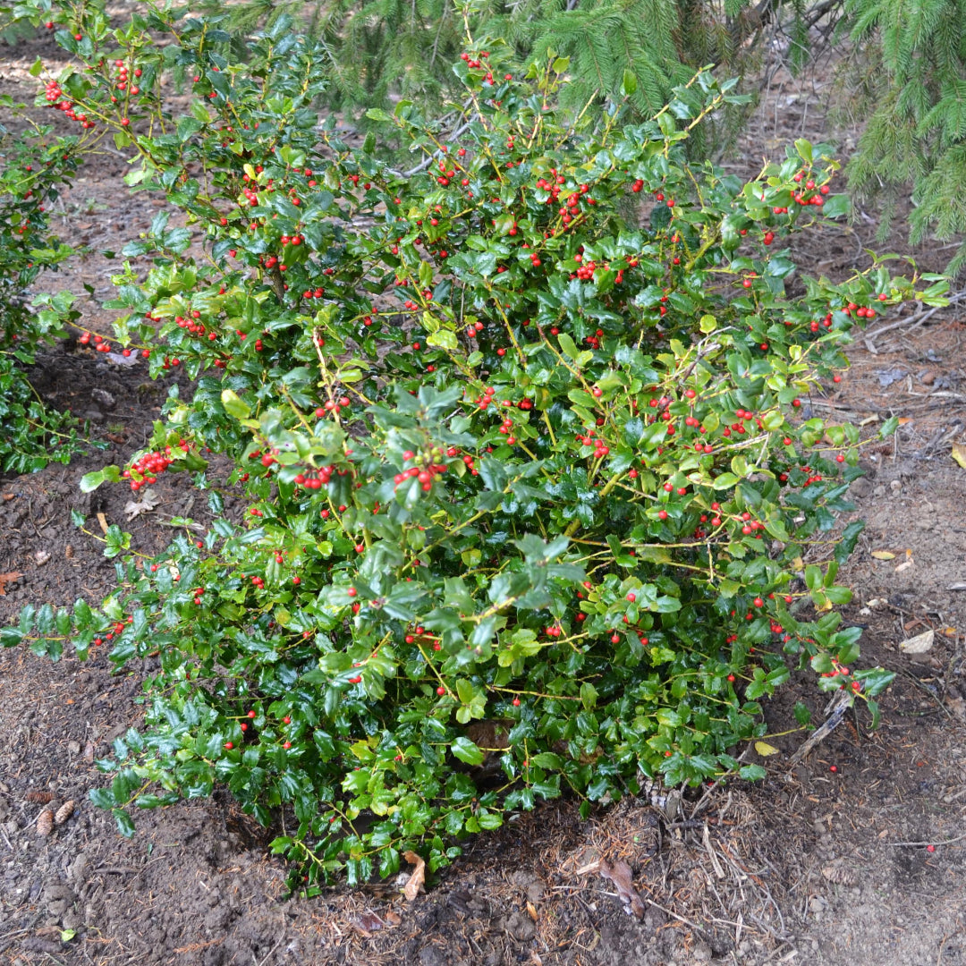 China Girl Ilex