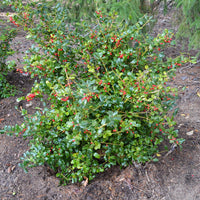 China Girl Ilex