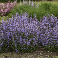 Nepeta faasserii 'Cat's Pajamas' - [EG]