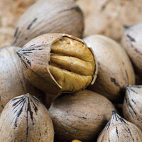 Caddo Pecan