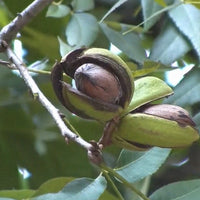 Oconee pecan variety showing premium nut quality and smooth shell