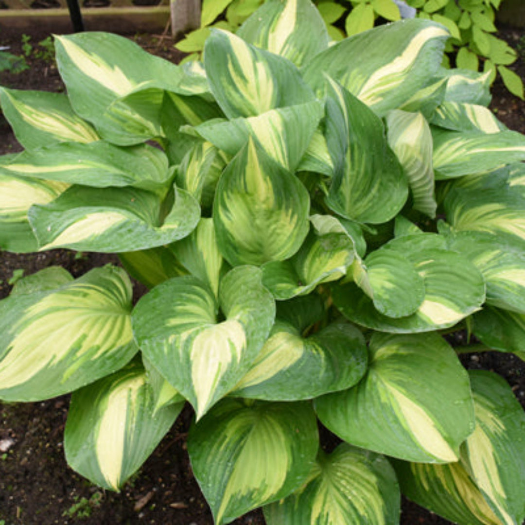 Hosta Shadowland &