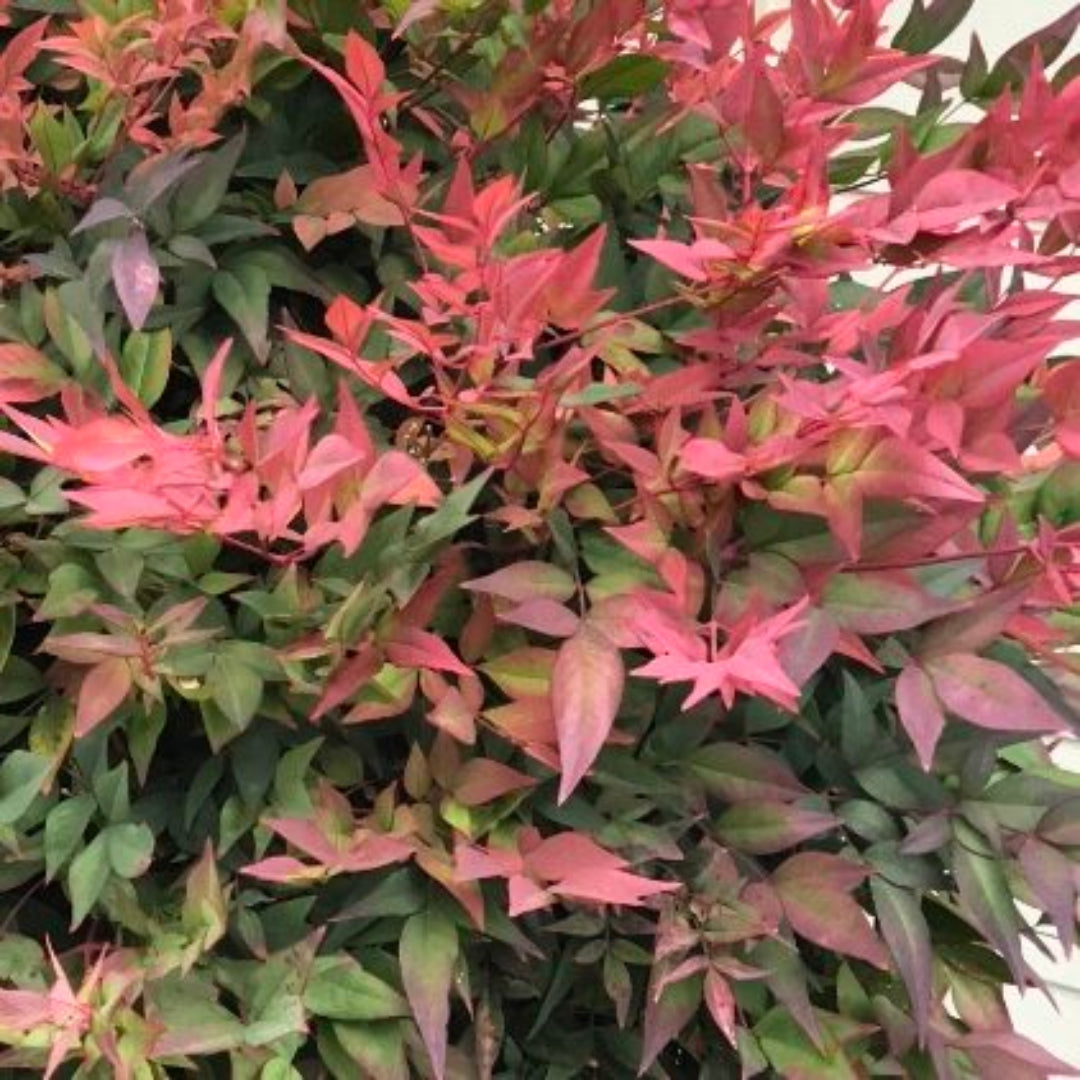 Domestica Compacta Nandina