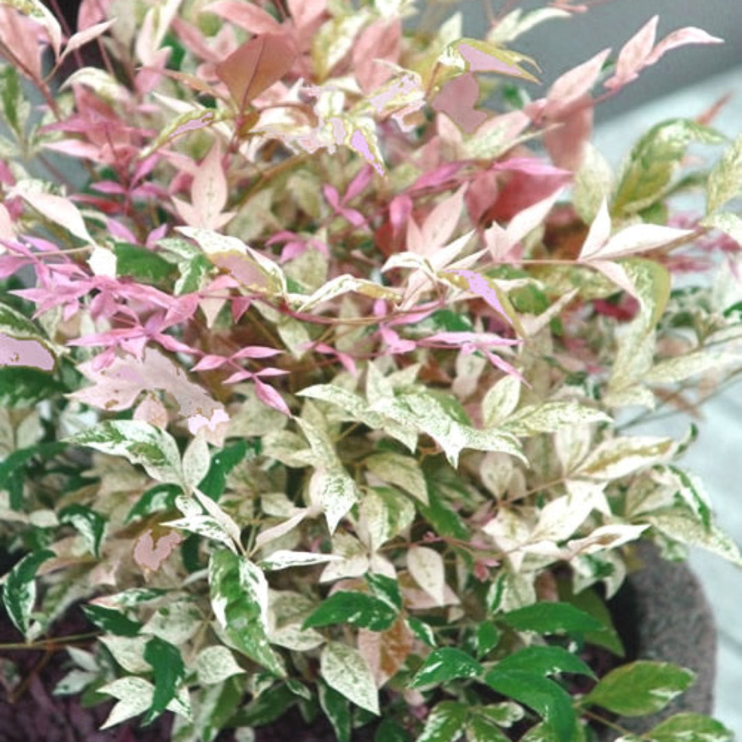 Nandina Twilight