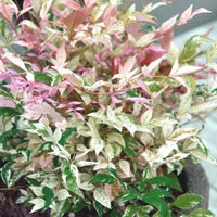 Nandina Twilight