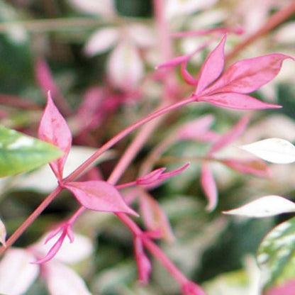 Nandina Twilight