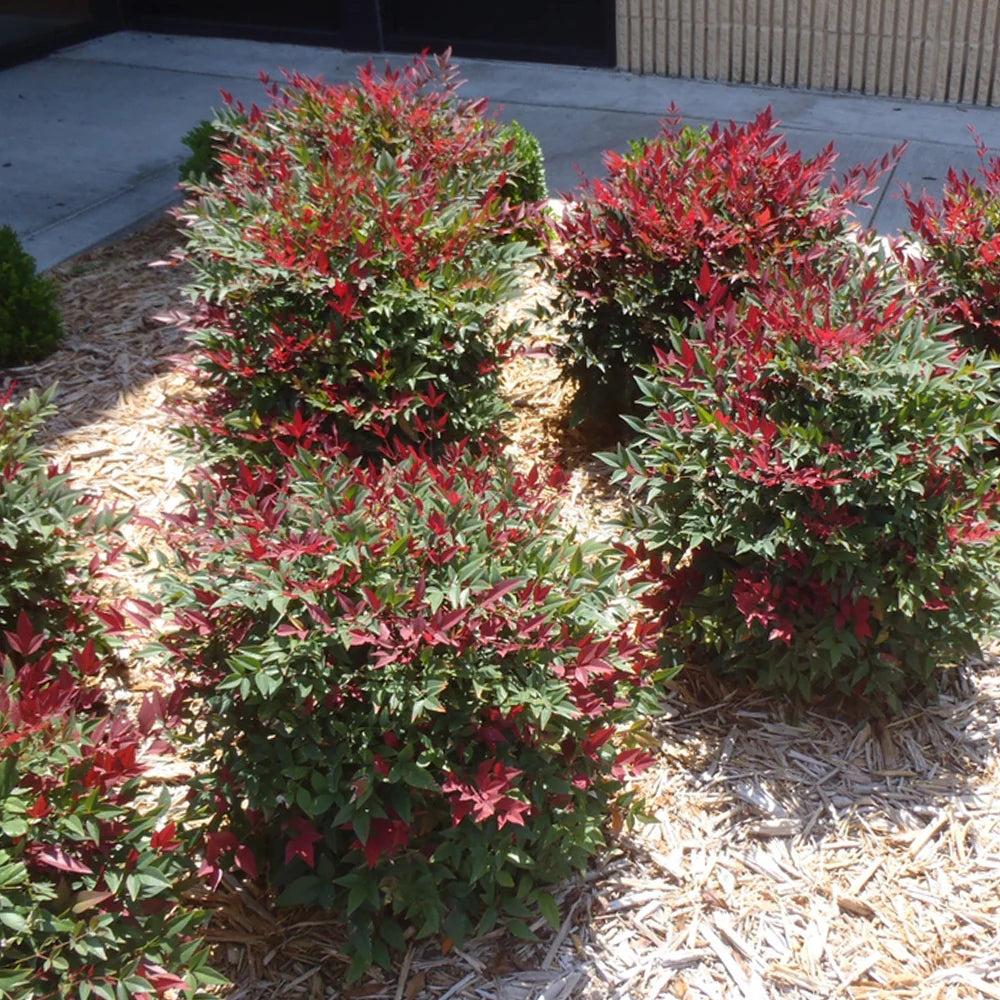 Domestica Compacta Nandina ( Spring Pre-Order )