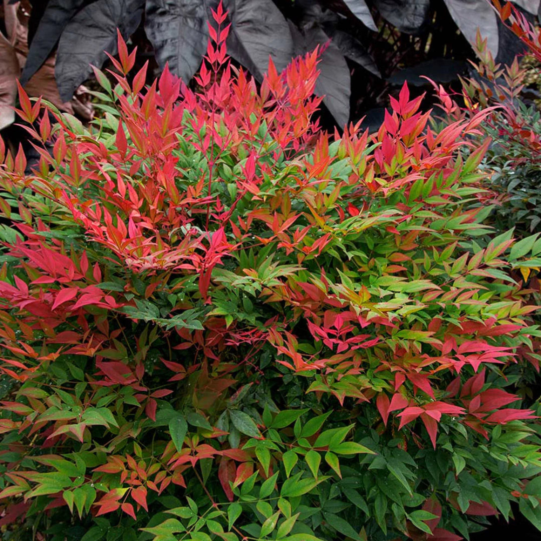 Domestica Compacta Nandina