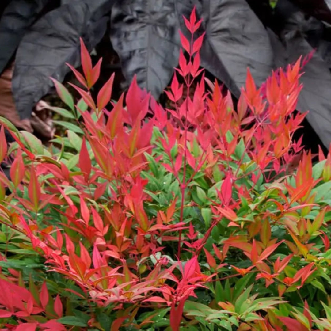 Obsession Nandina domestica &