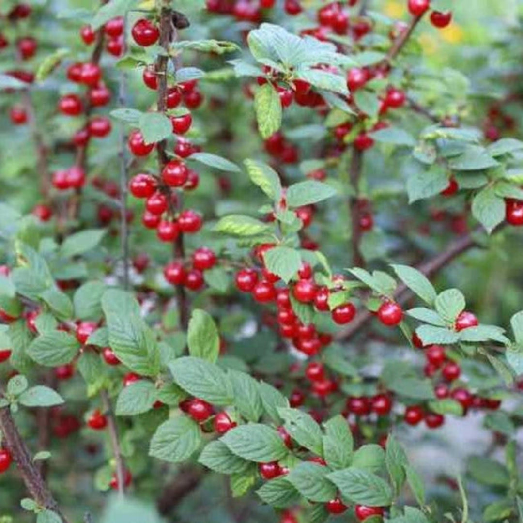 Nanking Cherry Shrub for Edible Red Cherries