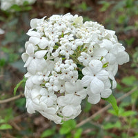 Nantucket Viburnum Shrub with Compact White Flowers in Early Bloom