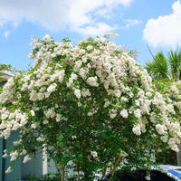 Full View of Natchez Crape Myrtle Tree with Green Foliage