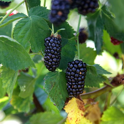Natchez Blackberry