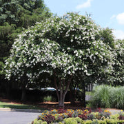 Blooming White Crape Myrtle Shrub in Garden