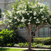 White Crape Myrtle Tree