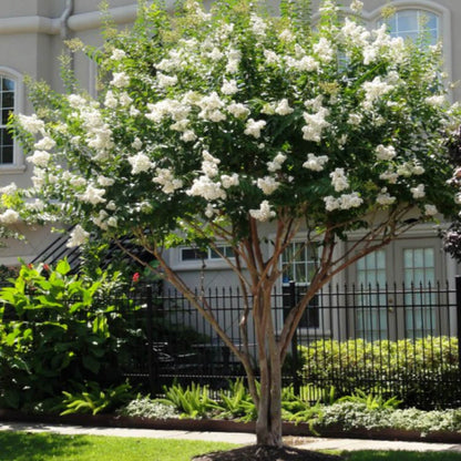 White Crape Myrtle Tree