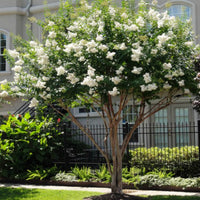 Mature Natchez White Crape Myrtle Tree Landscape View