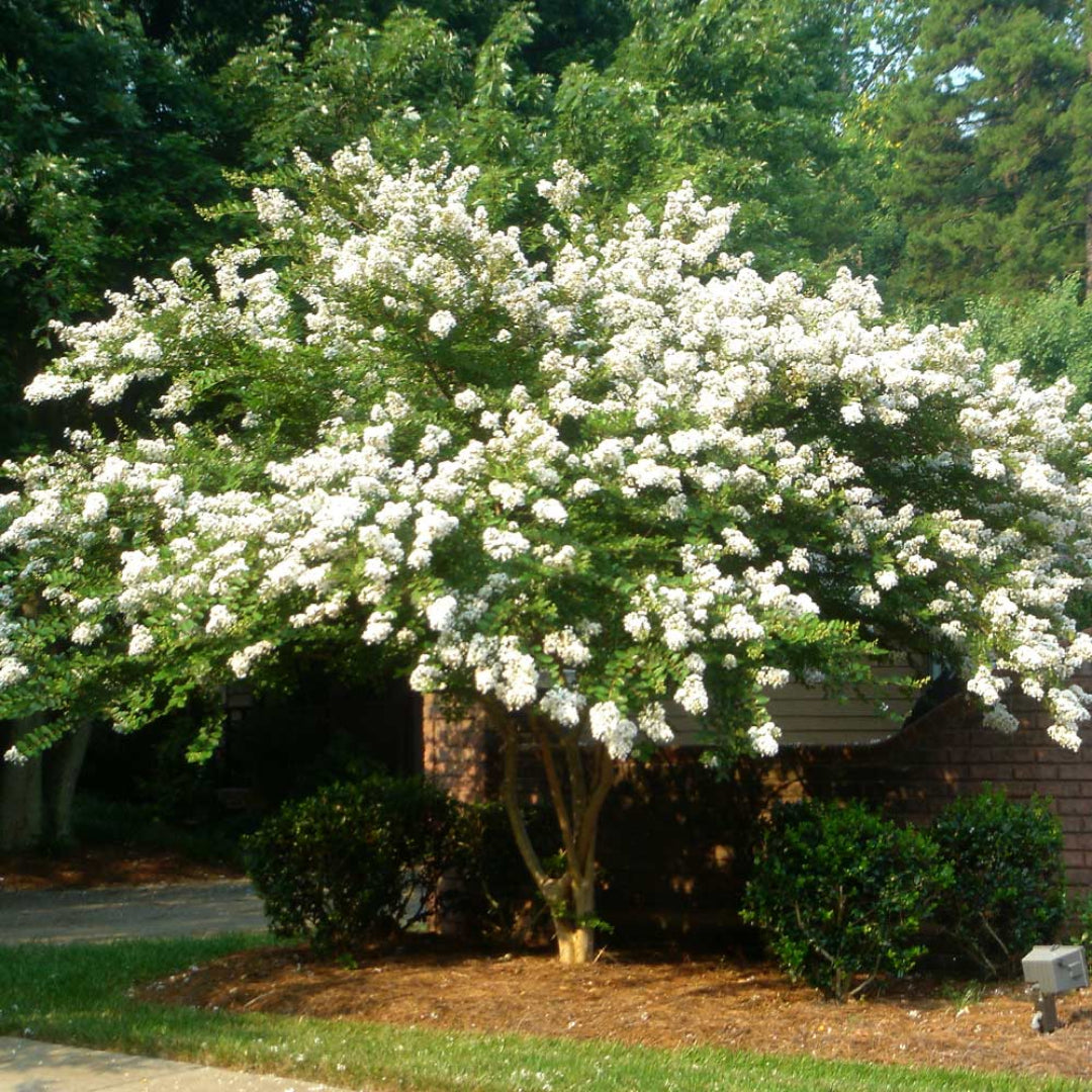 Mature Natchez White Crape Myrtle Tree Landscape View