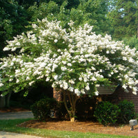 Mature Natchez Crape Myrtle with Smooth Bark and White Flowers