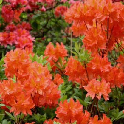 Rhododendron Great Balls of Fire Aromi Azalea