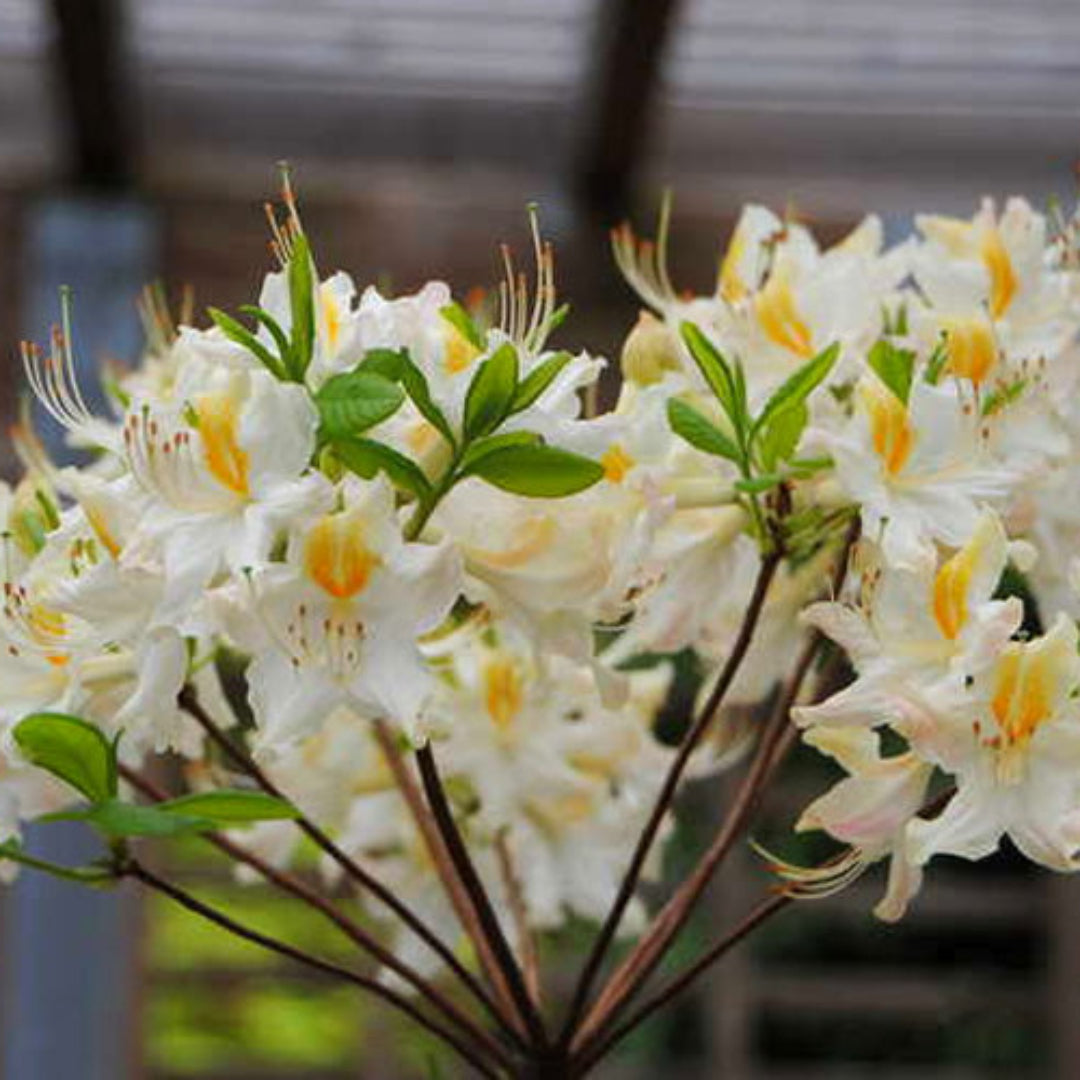 Rhododendron  High Tide Aromi Azalea