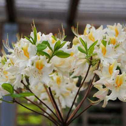 Rhododendron  High Tide Aromi Azalea