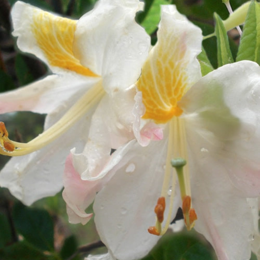 Rhododendron  High Tide Aromi Azalea