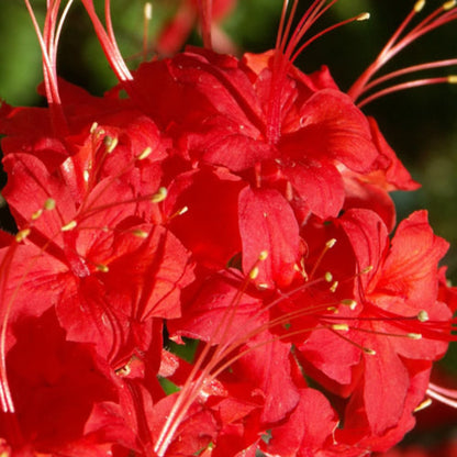 Jack Melton Rhododendron