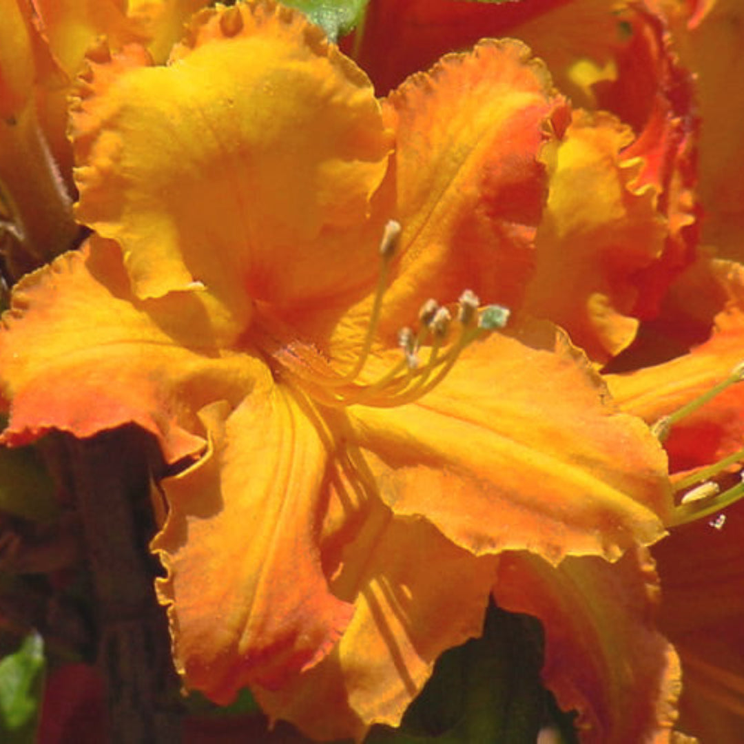 Sunbow Solar Ray Azalea