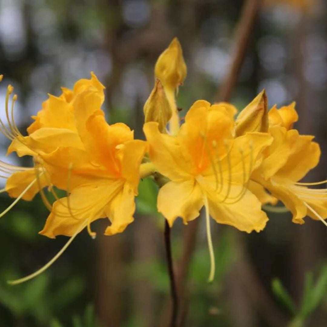 Sunny Side Up Rhododendron