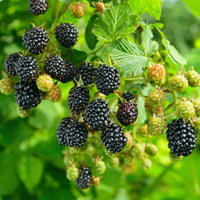 Navaho thornless blackberry plant producing large sweet blackberries on upright canes