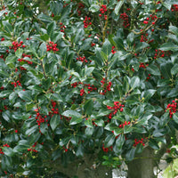 Needlepoint Holly Shrub