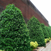 Nellie R Stevens Holly Plant