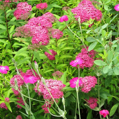 Neon Flash Spirea