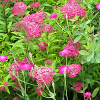 Neon Flash Spirea