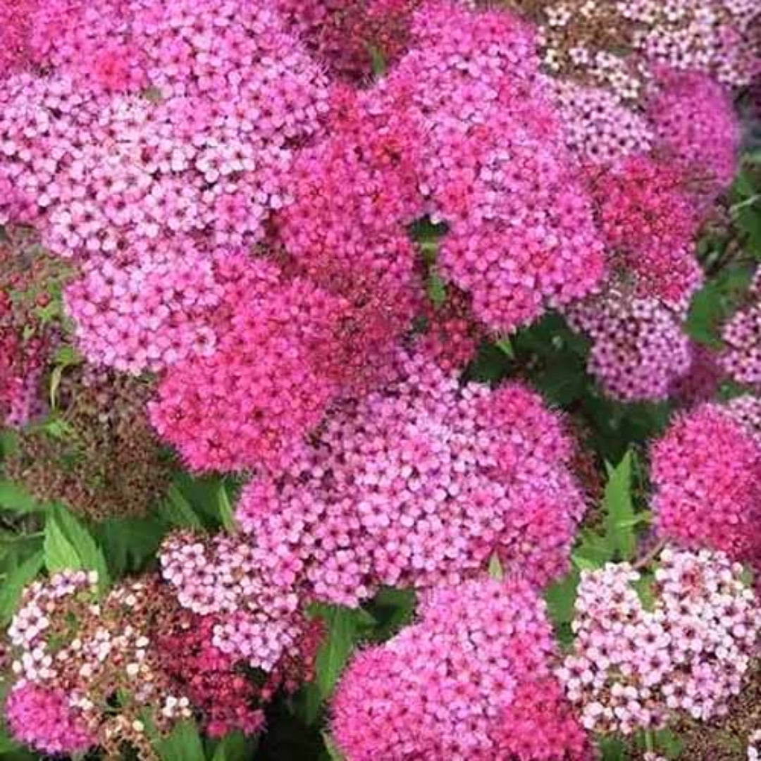 Neon Flash Spirea
