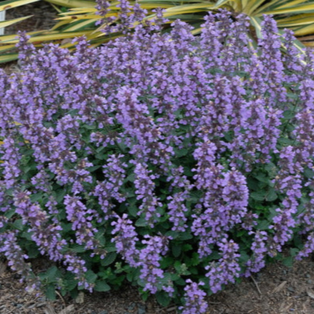 Nepeta faasserii &
