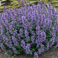 Nepeta faasserii 'Cat's Pajamas' - [EG]
